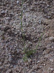 Pectocarya heterocarpa