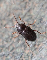 Nalassus dermestoides