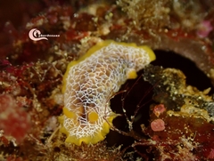 Doriopsilla areolata