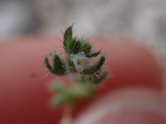 Pectocarya heterocarpa
