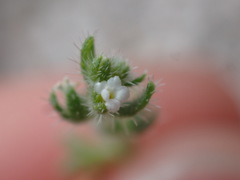 Pectocarya heterocarpa