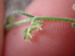 Pectocarya heterocarpa