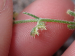 Pectocarya heterocarpa
