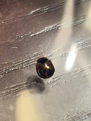 Brachyplatys subaeneus