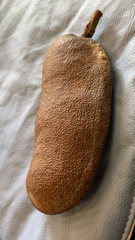 Kigelia africana