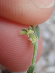 Pectocarya heterocarpa