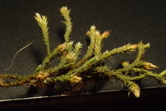 Hedwigia emodica