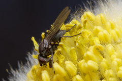 Muscoidea