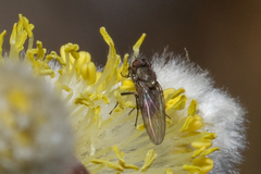 Muscoidea