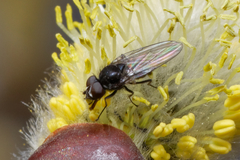 Brachycera