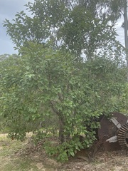 Cordia dichotoma
