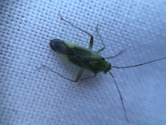 Closterotomus trivialis