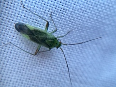 Closterotomus trivialis