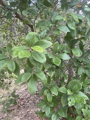 Cordia dichotoma