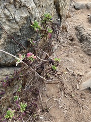 Senecio cerberoanus