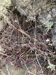 Senecio cerberoanus