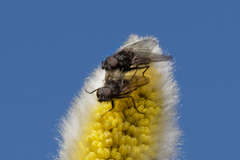 Muscoidea