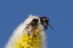 Muscoidea