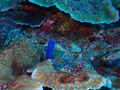 Rhopalaea