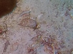 Parapercis lineopunctata