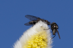Muscoidea