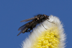 Muscoidea