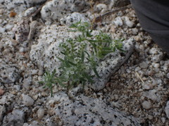 Cryptantha maritima maritima