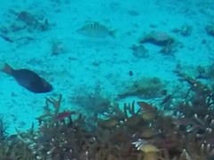 Lutjanus semicinctus