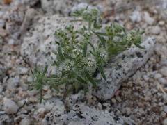 Cryptantha maritima maritima