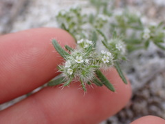 Cryptantha maritima maritima