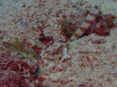 Alpheus ochrostriatus