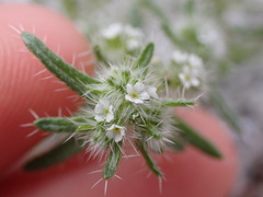 Cryptantha maritima maritima