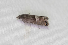 Sereda tautana