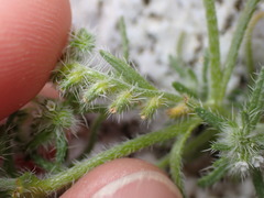 Cryptantha maritima maritima