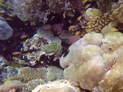 Myripristis violacea