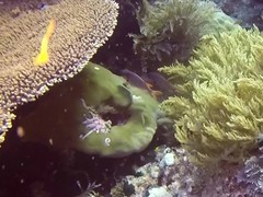 Myripristis chryseres