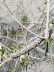 Sympistis perscripta