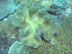 Lobophytum sarcophytoides