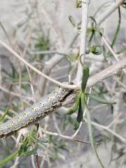 Sympistis perscripta