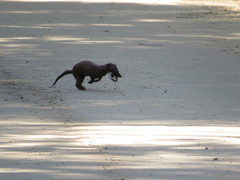 Neogale vison evergladensis