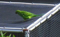 Psittacula eques echo