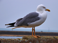 Larus michahellis