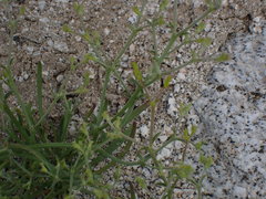 Chorizanthe brevicornu