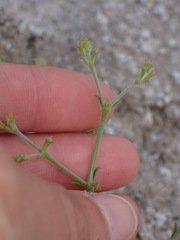 Chorizanthe brevicornu
