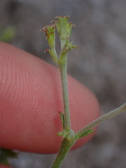 Chorizanthe brevicornu