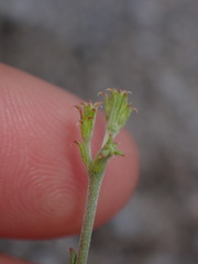 Chorizanthe brevicornu