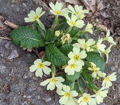 Primula vulgaris