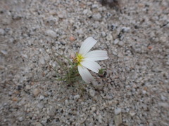 Calycoseris wrightii