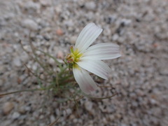 Calycoseris wrightii