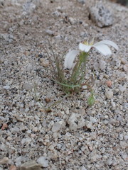 Calycoseris wrightii
